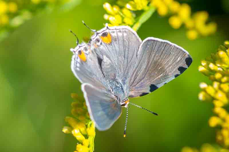 Gray Hairstreak (Strymon melinus)