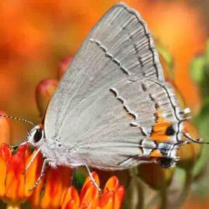 Gray Hairstreak (Strymon melinus)