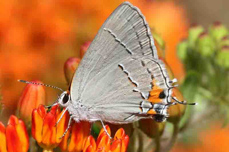 Gray Hairstreak (Strymon melinus)