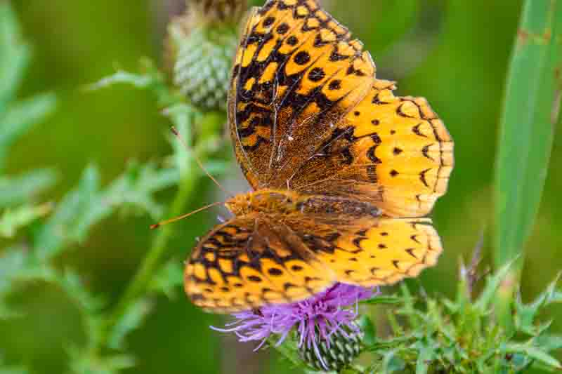 Great Spangled Fritillary butterfly on pink thistle flower