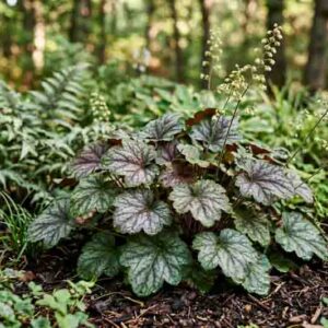 Heuchera americana, Alumroot, American Alumroot, American Alum Root, American Sanicle, Coral Bells, Rock Geranium