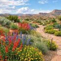High-Desert Garden with Red and Blue Wildflowers. Penstemon barbatus, Penstemon strictus, Zinnia grandiflora, Bouteloua gracilis