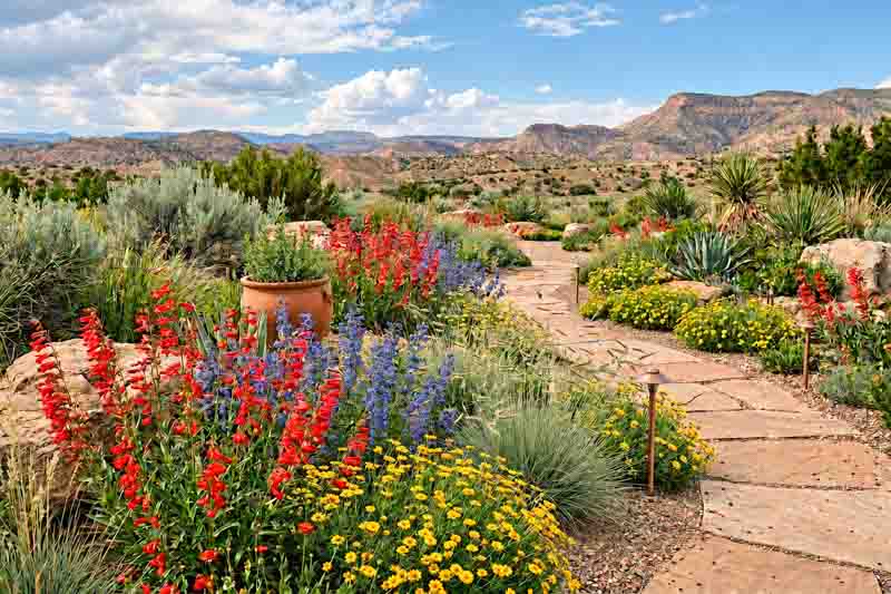 High-Desert Garden with Red and Blue Wildflowers. Penstemon barbatus, Penstemon strictus, Zinnia grandiflora, Bouteloua gracilis