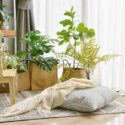 Pillow and soft blanket in relaxing space, Comfort living room with warm and cozy natural light, Artificial plant, Indoor tropical houseplant for home interior and air purification.