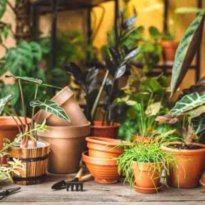 Ceramic terra cotta pots, gardening tools, and lots of plants on the table and shelf behind. Plant replanting in the flower shop
