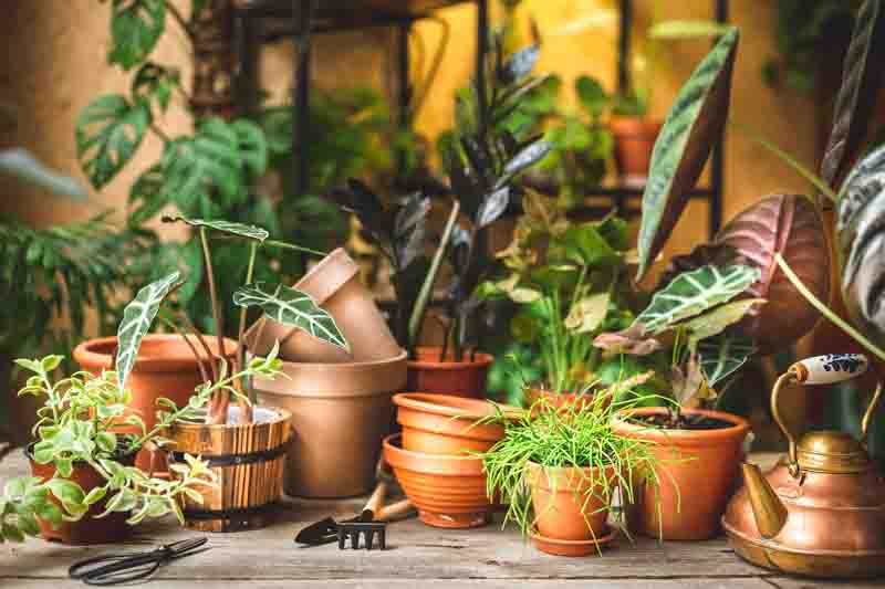 Ceramic terra cotta pots, gardening tools, and lots of plants on the table and shelf behind. Plant replanting in the flower shop