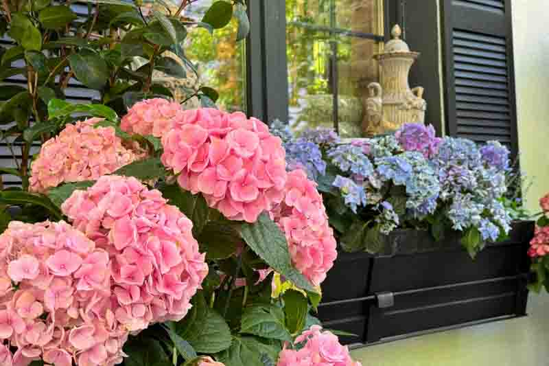 Beautiful balcony garden with hydrangeas flowers.