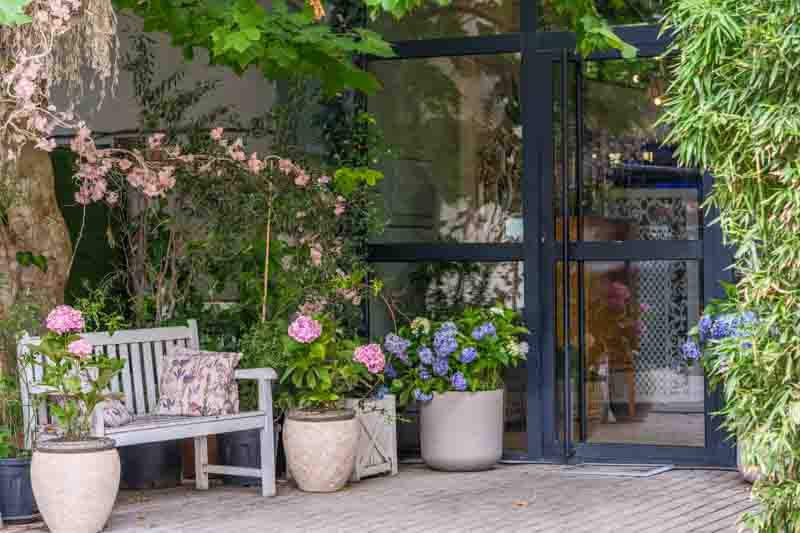 Charming courtyard entrance to a cafe or boutique hotel. The shot features a white wooden bench adorned with cushions, surrounded by blooming pink and purple hydrangeas, lush green foliage, and bamboo plants leading up to a large glass door framed in black.