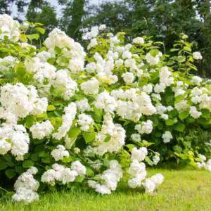 White hydrangea, a large flowering bush in the summer garden