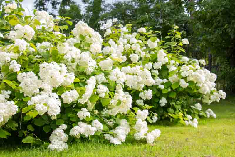 White hydrangea, a large flowering bush in the summer garden