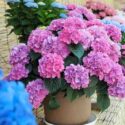 Hydrangeas flower pot , Pink color hydrangeas