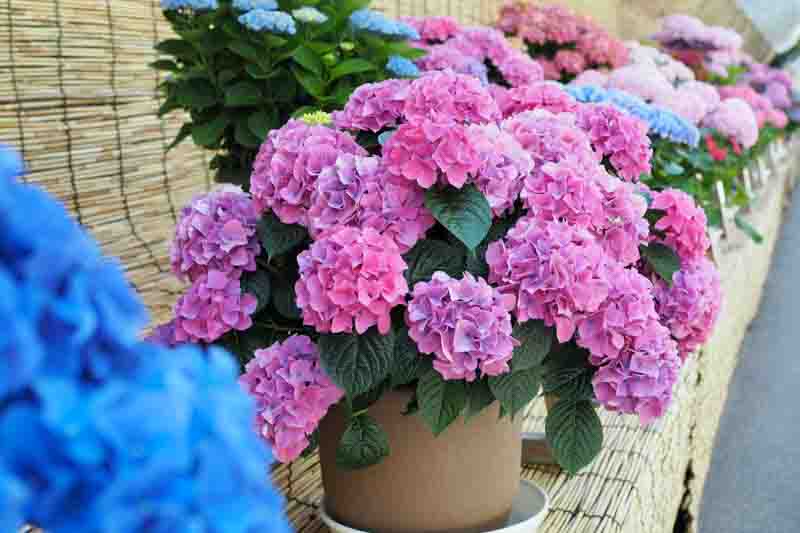 Hydrangeas flower pot , Pink color hydrangeas