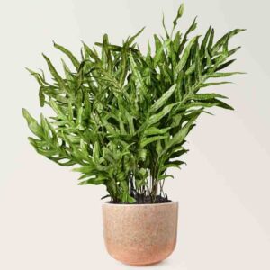 Microsorum diversifolium (Kangaroo Paw Fern)