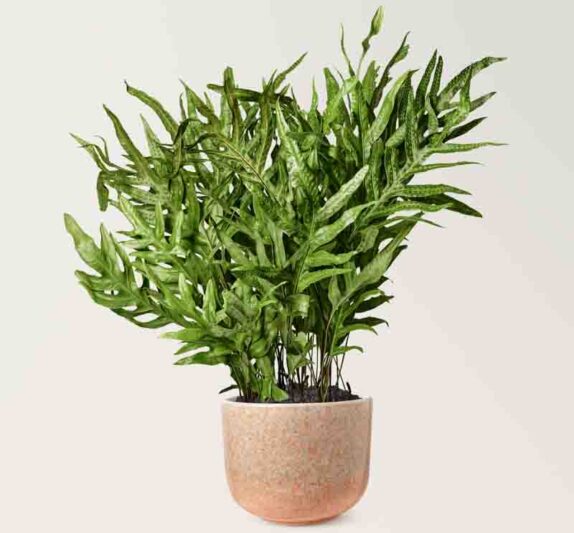 Microsorum diversifolium (Kangaroo Paw Fern)