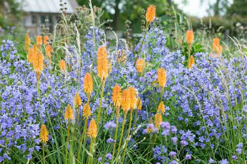 Kniphofia and Campanula in a sunny garden