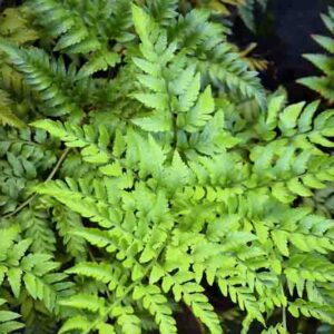 Leatherleaf Fern - Rumohra adiantiformis