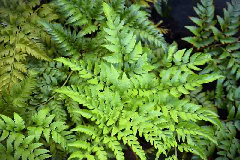 Leatherleaf Fern - Rumohra adiantiformis