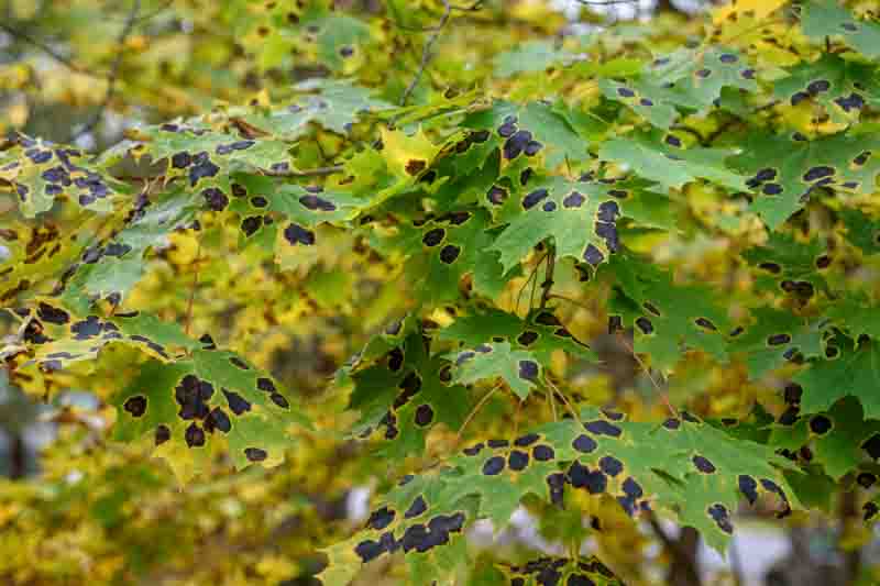 Maple leaves with Rhytisma tar spots