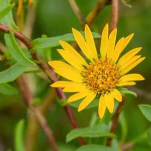 Grindelia stricta, Coastal Gumplant, Marsh Gumplant, California native