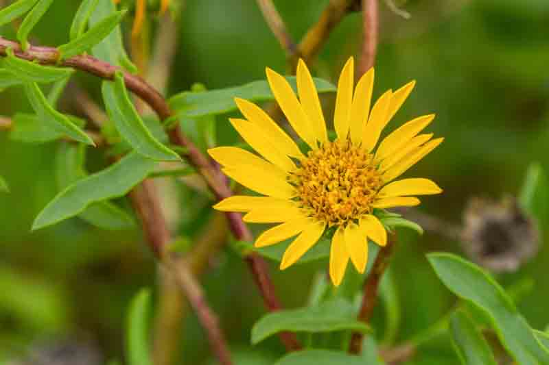 Grindelia stricta, Coastal Gumplant, Marsh Gumplant, California native