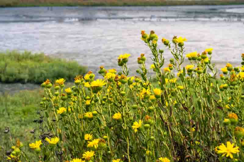 Grindelia stricta, Coastal Gumplant, Marsh Gumplant, California native