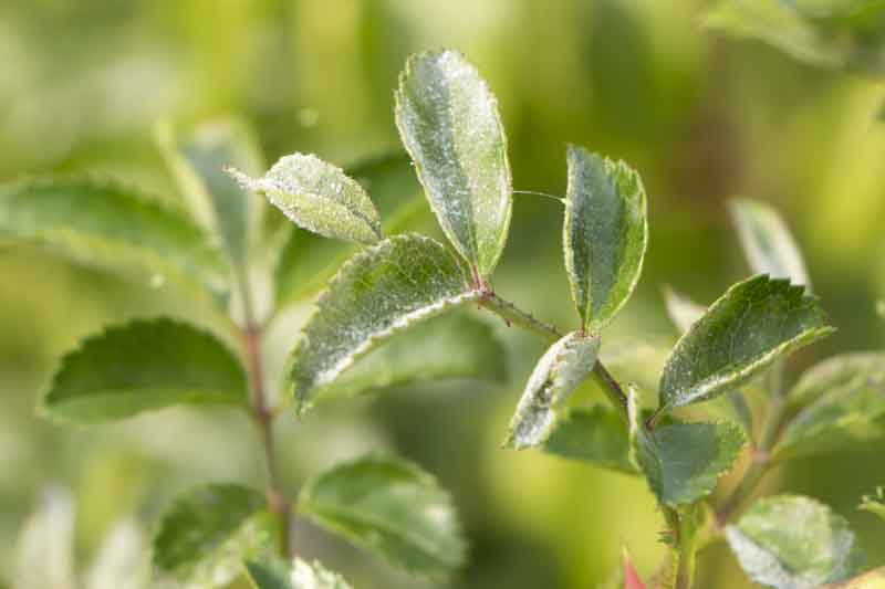 Mildew on rose leaves