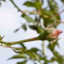 Mildew on rose buds