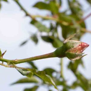 Mildew on rose buds
