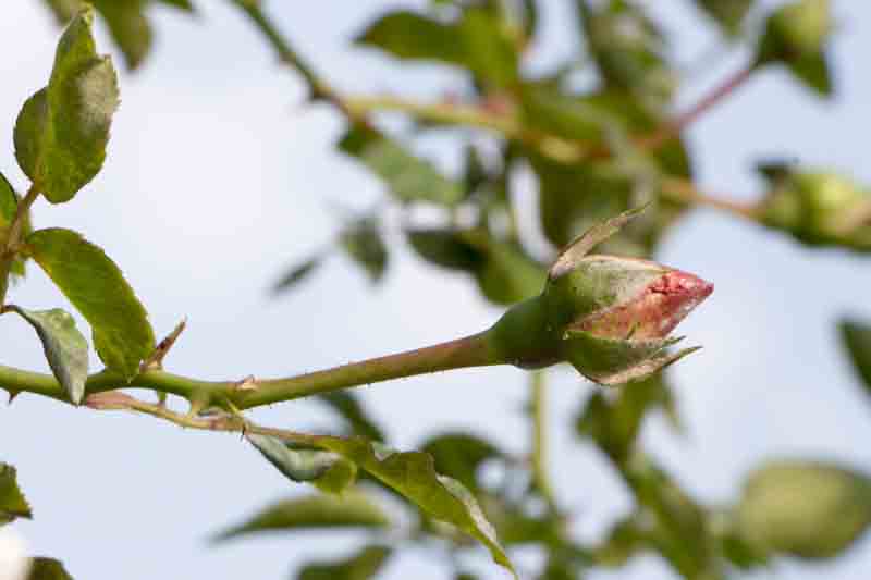 Mildew on rose buds