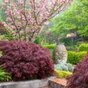 Spring Combination Ideas, Bulb Combinations, Plant Combinations, Flowerbeds Ideas, Spring Borders,Summer Borders, Acer palmatum atropurpureum, Japanese Maple, prunus Kanzan, Flowering Cherry tree, Pink flowers,