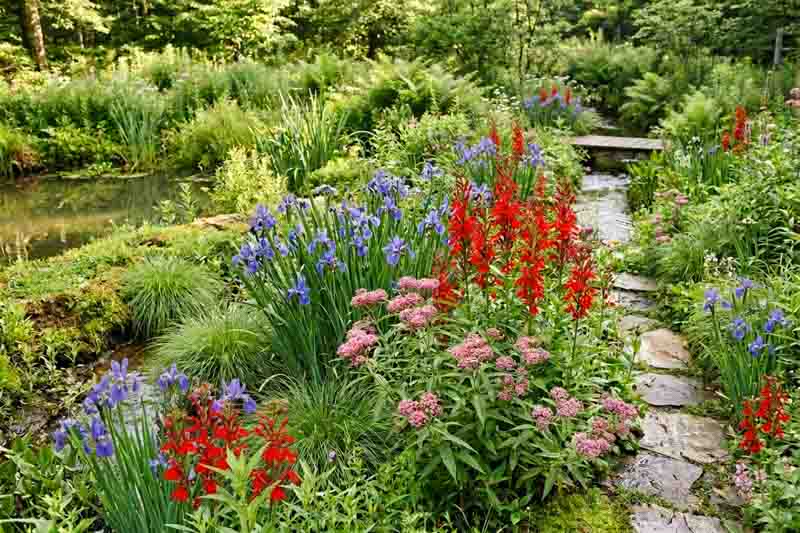 Moisture-loving garden with Iris versicolor, Lobelia cardinalis, Asclepias incarnata, Carex stricta