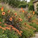 Naturalistic Cottage Garden Border, Achillea, Kniphofia, Dahlia