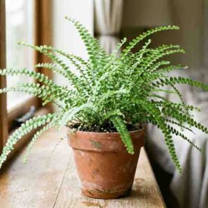 Nephrolepis cordifolia 'Duffii', Lemon Button Fern