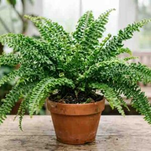 Nephrolepis exaltata 'Fluffy Ruffles', Boston Fern, Sword Fern