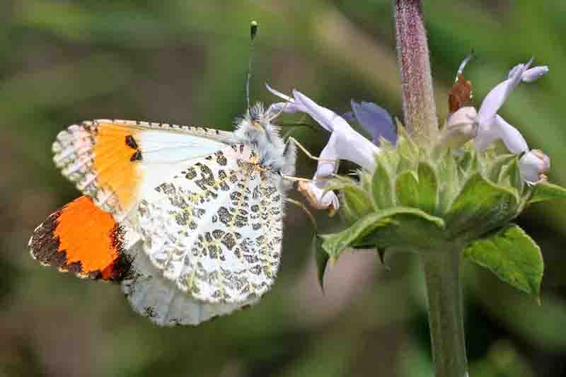 ORANGETIP, PACIFIC (Anthocharis sara)