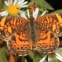 Pearl Crescent Butterfly - Phyciodes tharos