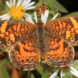 Pearl Crescent Butterfly - Phyciodes tharos