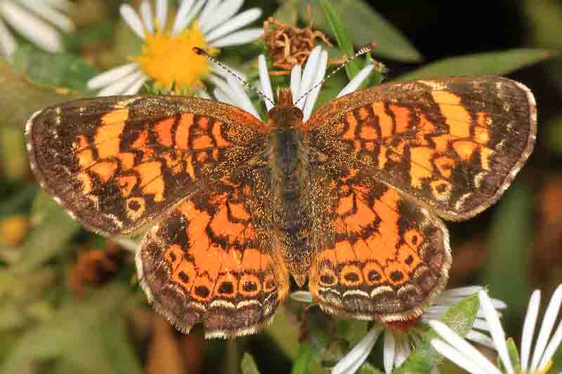 Pearl Crescent Butterfly - Phyciodes tharos