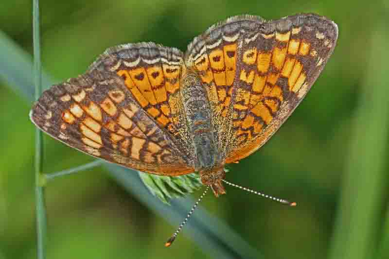 Pearl Crescent Butterfly - Phyciodes tharos