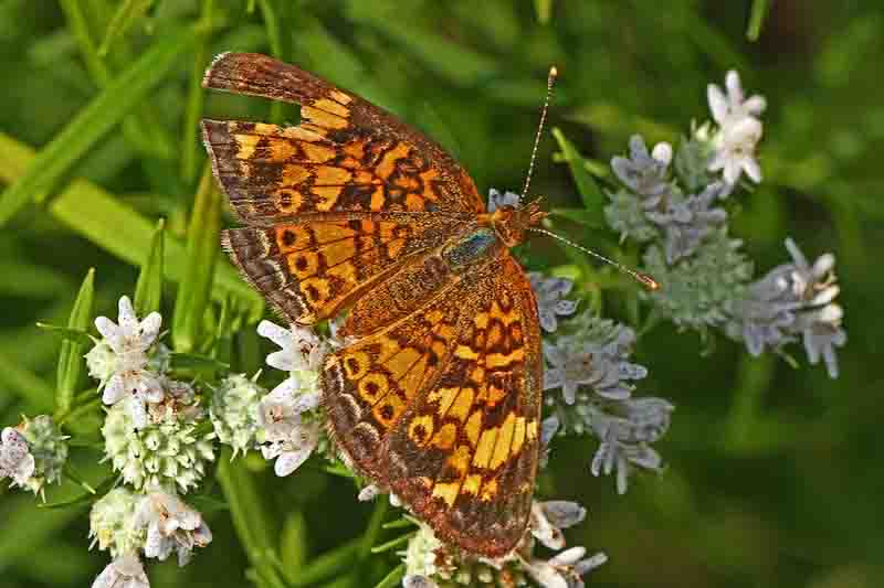 Pearl Crescent Butterfly - Phyciodes tharos