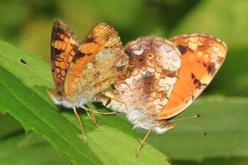 Pearl Crescent Butterfly - Phyciodes tharos