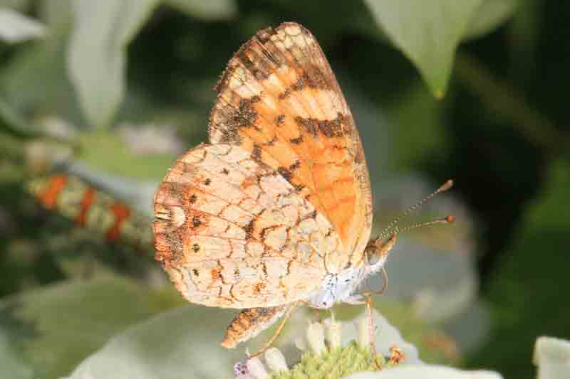 Pearl Crescent Butterfly - Phyciodes tharos