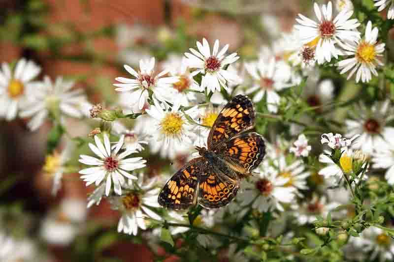 Pearl Crescent Butterfly - Phyciodes tharos