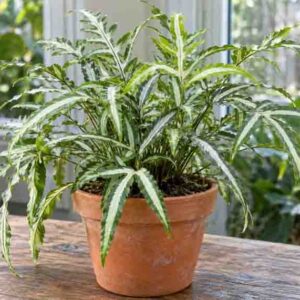 Pteris cretica var. albolineata, Silver Brake Fern, White-Striped Cretan Brake