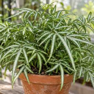 Pteris ensiformis 'Victoriae' (Slender Brake Fern)