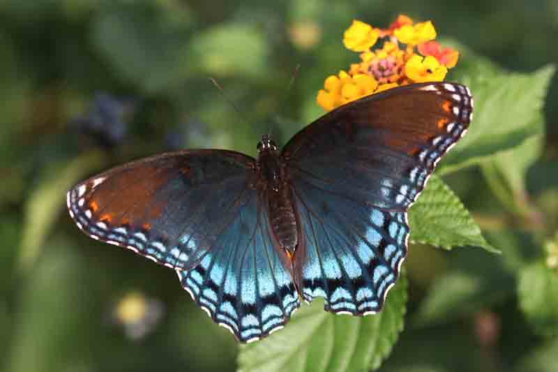 Red Spotted Purple Butterfly
