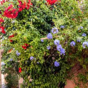 Red bougainvillea and blue plumbago flowers on a wall