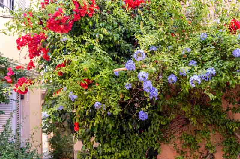 Red bougainvillea and blue plumbago flowers on a wall