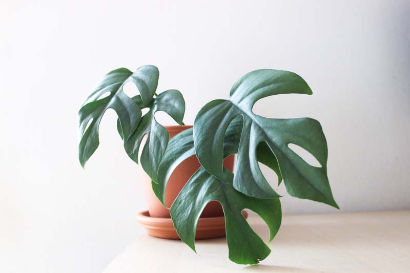 Rhaphidophora tetrasperma, mini monstera, Philodendron minima