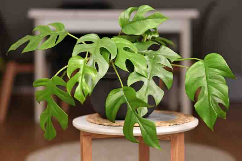 Rhaphidophora tetrasperma, mini monstera, Philodendron minima